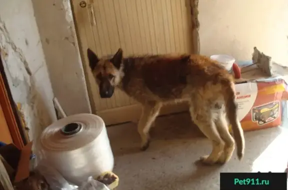 Найдена породистая собака на улице Беспалова, Симферополь