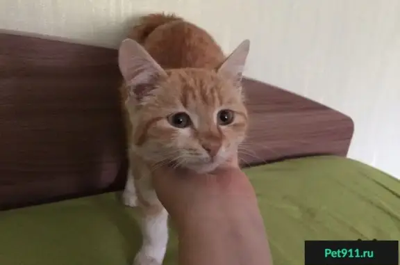 Найден рыжий котенок в Фрязино, Попова, 5А