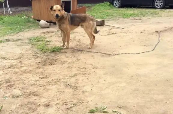 Пропала собака на СНТ Заозерное, 36 км КАД