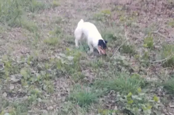 Пропала собака Мирра в парке Россия, Ростовская область.