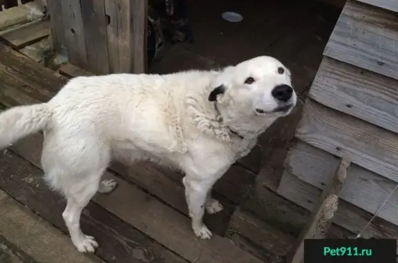 Пропала собака Бим в деревне Ивановка, Наро-Фоминск