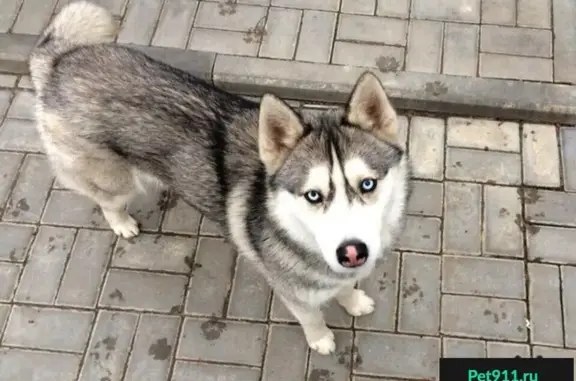 Пропала собака в Дзержинском районе, Волгоград, помогите найти!