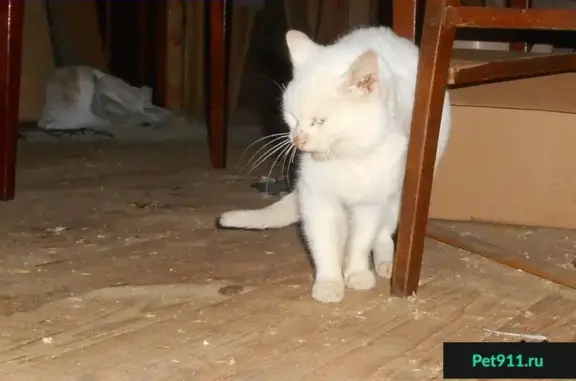 Найден белый кот в Электроуглях, д. Марьино, СНТ 