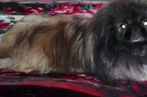 Пропала собака на Космонавтов 15 в Черногорске