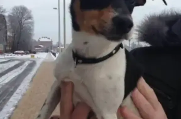 Найдена собака в Калининграде на набережной Трибуца