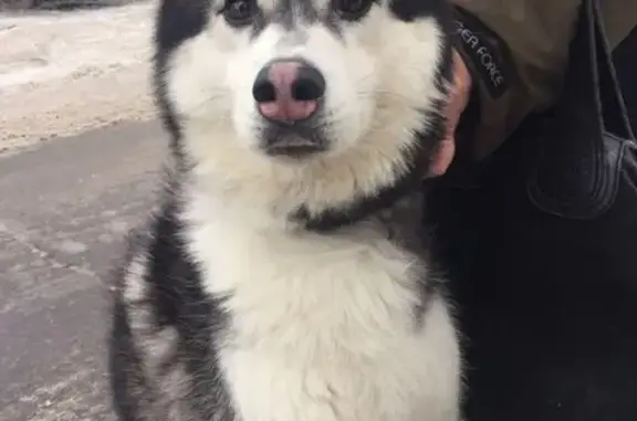 Найдена собака в Ясенево, Сибирский Хаски, ищем хозяев.