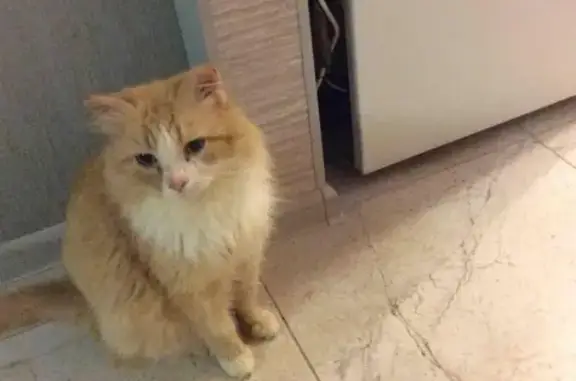 Найден рыжий кот на пр-кте Союзном, Н. Новгород