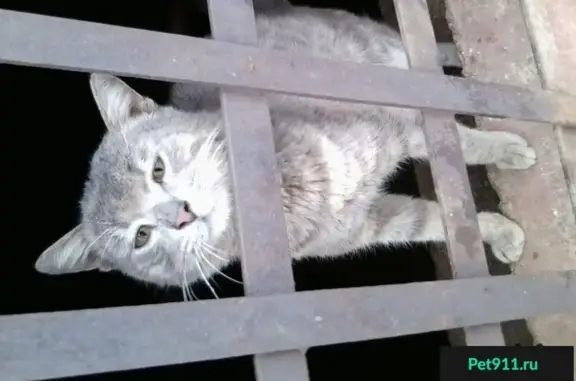 Найдена кошка на Пятиморской, 39