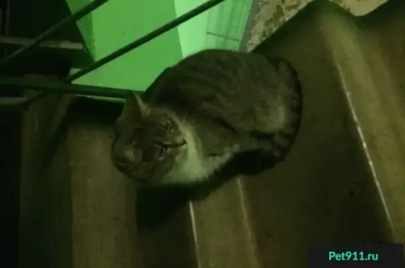 Найдена кошка на ул. Пушкинской, дом 19