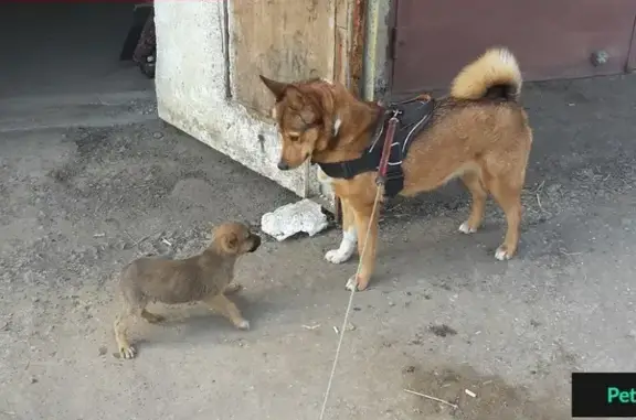 Пропала собака в Мокшанском районе, Пензенская область