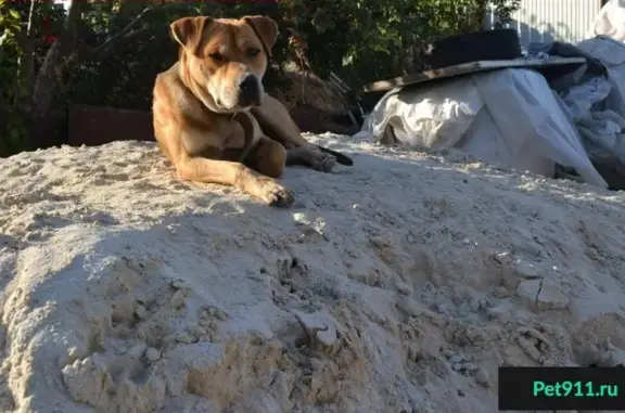 Пропала собака в п. Кушкули, Оренбург