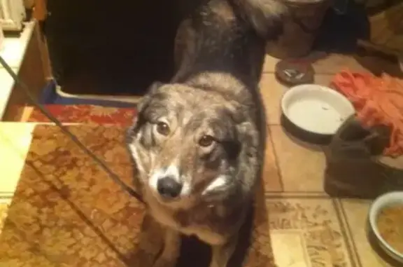 Собака найдена в селе Остров, Московская область.