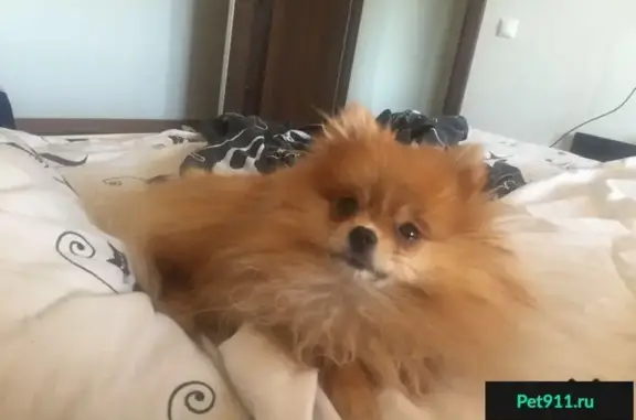 Пропала собака Тиффани в Москве, вознаграждение гарантировано