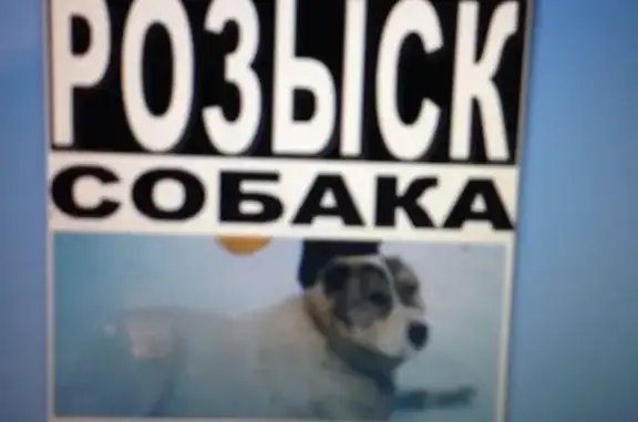 Пропала собака Белого цвета в Развилке, Моск.обл. Zara.