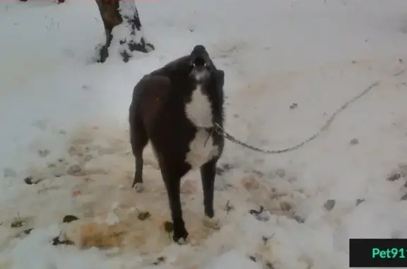 Собаки потеряшки, Чуркино, фото: Потеряшка собака в Ярцевском районе, д. Чуркино