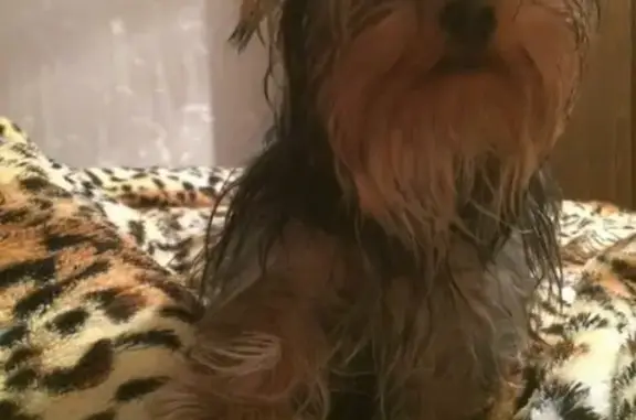 Пропала собака Йоркширского терьера в районе Печатники, Москва