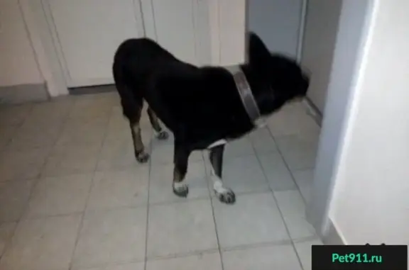 Найдена собака на ул. Ивана Словцова, 21