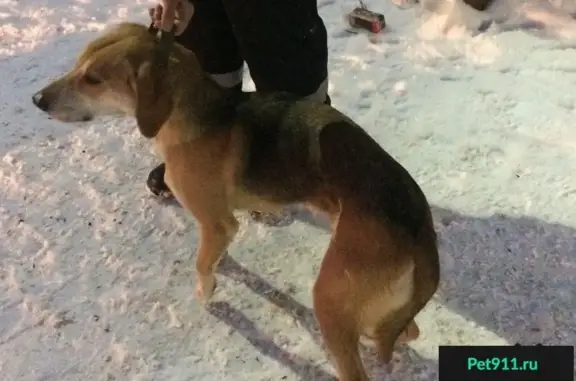 Собака найдена на стройке моста в Рязанской области