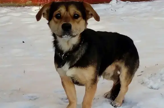 Найдена собака в Щербинке, ищем хозяев или новый дом