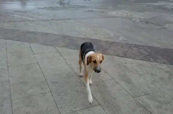 Найдена домашняя собака на ул. Ленинградской, Самара