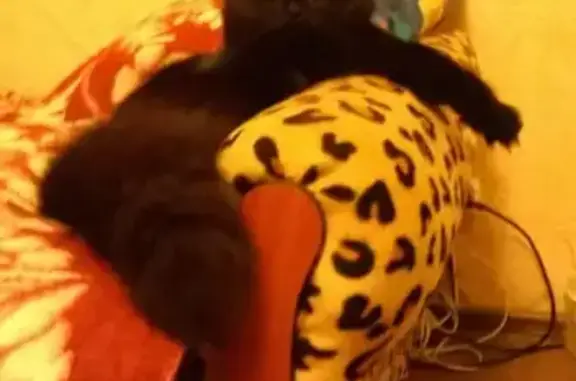 Кошки потеряшки, Тула, фото: Потеряшка кошка на Тургеневской, Тула