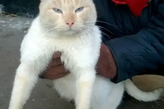 Найден домашний котик в районе м. Перово.