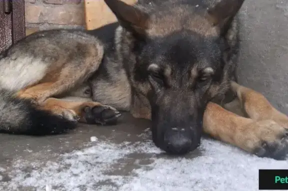Собака ищет хозяина на улице Гоголя, Кропивницкий