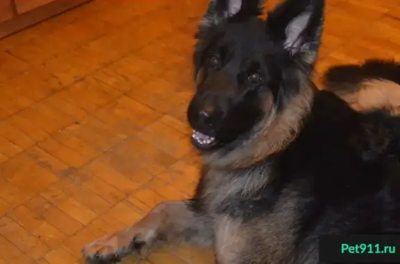 Пропала собака в коттеджном поселке Ромашкино, зовут 