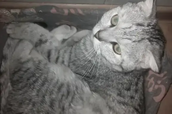 Найдена кошка на Смирнова 40/2 в Томске
