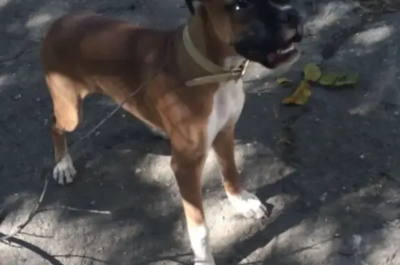 Пропала собака в Марьино, нуждается в лечении.