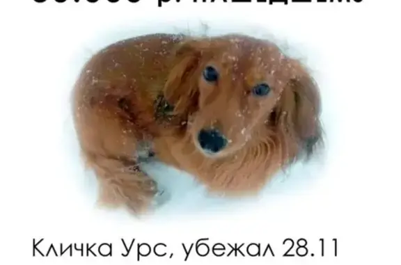 Пропала собака в Ленсоветовском поселке: ищем Урса, длинношерстную таксу.