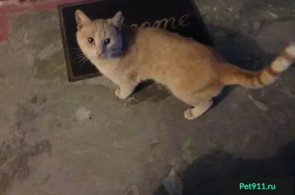 Найден рыжий кот на ул. Пушкина