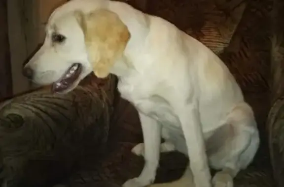 Собака найдена возле Магнита в Батайске
