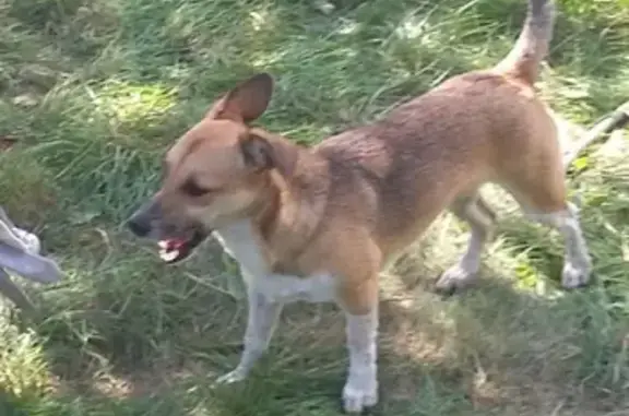 Пропала собака Люся в Кировском районе, Казань