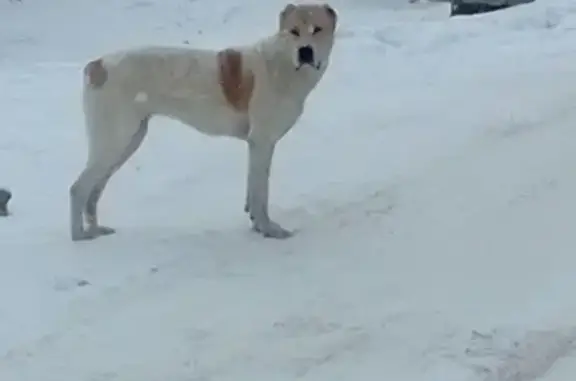 Найдена собака в Николаевке, ищем хозяина