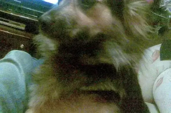 Пропала собака в Фокинском районе Брянска - помогите!