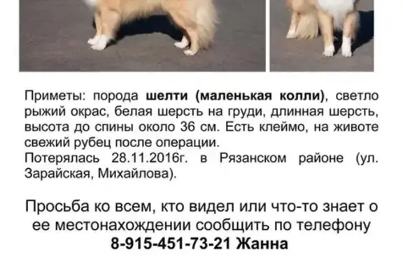 Пропала собака в ЮВАО Москвы.