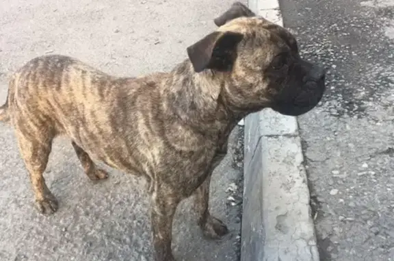 Найдена собака в Владикавказе - Алано-Эспаньоле девочка!