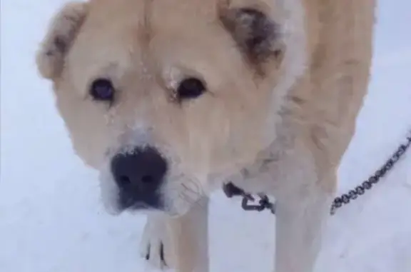 Пропала собака в Томске на улице 350-летия Томска