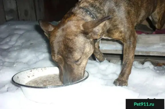 Найдена собака в Чурилово, похожа на французского бульдога