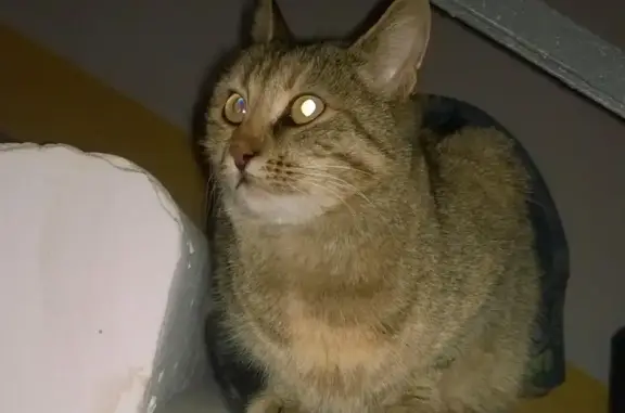 Найдена кошка на улице Колобова, 18 в Севастополе