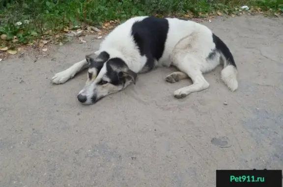 Пропала собака АРЧИ в Бабаево 15.11. после 20ч.