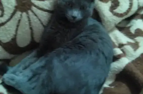Молодой серый кот найден на ул. Эскадронной в Тамбове.