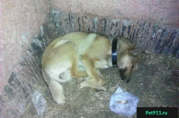 Собака нуждается в помощи: адрес в Архангельске.