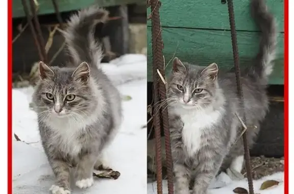 Найдена домашняя кошка на платформе Вохна