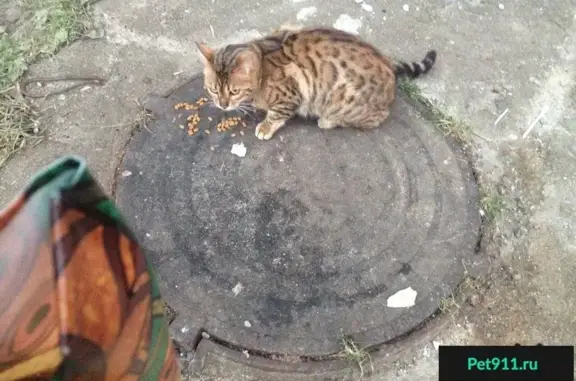 Найдена кошка в Щербинках-2