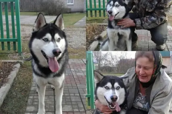 Собаки потеряшки, деревня Фролово, фото: Потеряшка собака Варяг в деревне Фролово, Калужская область