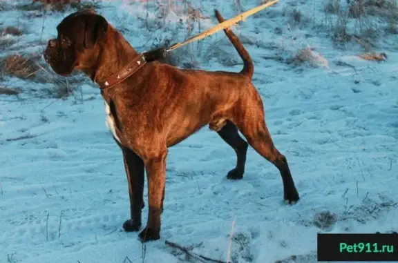 Пропала собака на Приморском проспекте, СПб