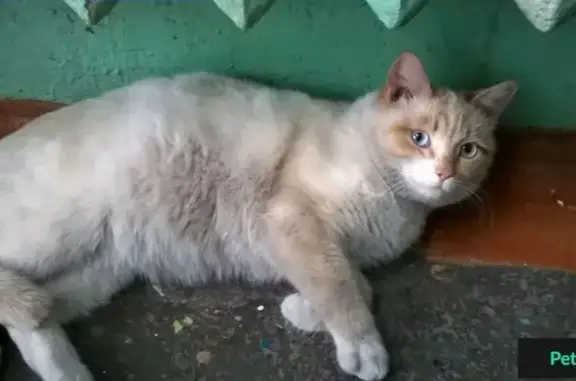 Найден ласковый кот с голубыми глазами на ул. 60 лет Октября, 89