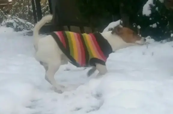 Пропала собака в Пушкино, ул. Боткинская, мкр. Клязьма